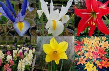 ۴۰۰ گونه نادر از گل‌های وحشی دنیا در ایران + عکس و ویدیو