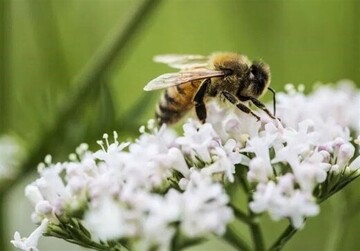 مرگ بیش از نیمی از جمعیت زنبورهای کشور