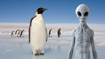 کشف عجیب دانشمندان؛آیا پنگوئن‌ها همان آدم فضایی‌ها هستند؟