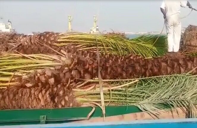 نخل‌های جنجالی از قطر به ایران برگشت خوردند!