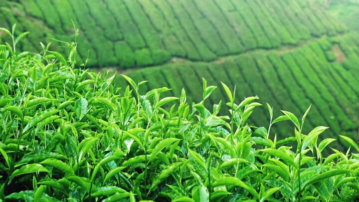 سریلانکا ۲۶ درصد چای کشور را تامین می‌کند/ سهم ۳۰ درصدی چایکاران ایرانی از مصرف داخلی