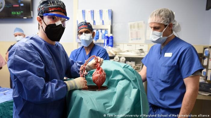 برای نخستین بار در دنیای پزشکی صورت گرفت،پیوند قلب خوک به انسان !