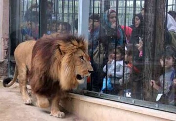 ببینید: شیر باغ وحش اراک بعد از خوردن یک نفر از قفس فرار کرد | هشدار؛ به باغ وحش نزدیک نشوید!