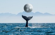 نهنگ‌های ریپل ۷۰۰ میلیون دلار توکن جدید انباشت کردند!