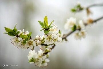 پاگشای بهار با شکوفه‌های زیبا | تصاویر