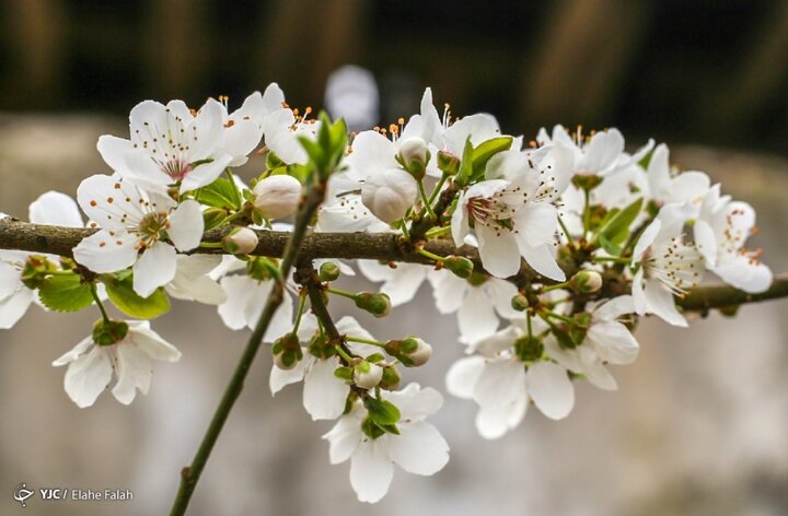 پاگشای بهار با شکوفه های آلوچه