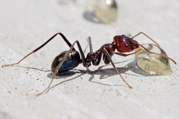 تشخیص سرطان در انسان با مورچه‌های آموزش دیده !