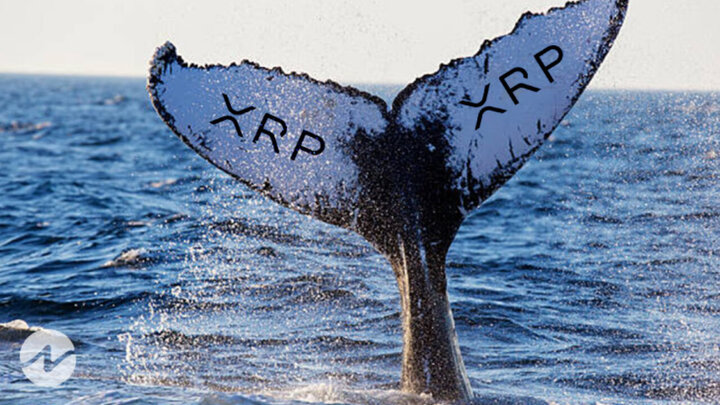 انتقال ۲۱۱ میلیون ریپل توسط نهنگ‌ها/آیا این نشانه ای برای فروش است؟