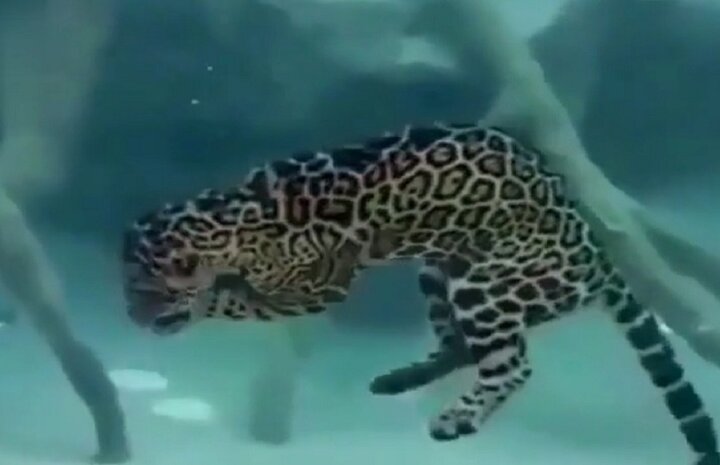 شنای ماهرانه جگوار در عمق آب و شکار زیر آبی + ویدیو