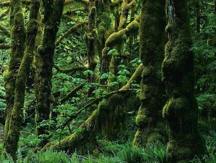 روش جدید برای خشکاندن درختان جنگل‌های هیرکانی گیلان