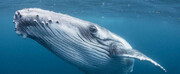 نهنگ‌های ترا سکوت خود را درباره فروپاشی شبکه شکستند
