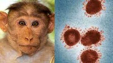 علایم آبله میمون رابشناسید