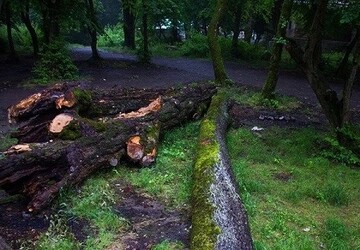 لهستان جمع‌آوری هیزم از جنگل‌ها را مجاز اعلام کرد