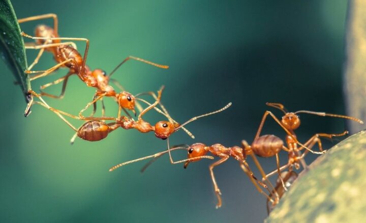 به ازای هر انسان چند مورچه در جهان وجود دارد؟
