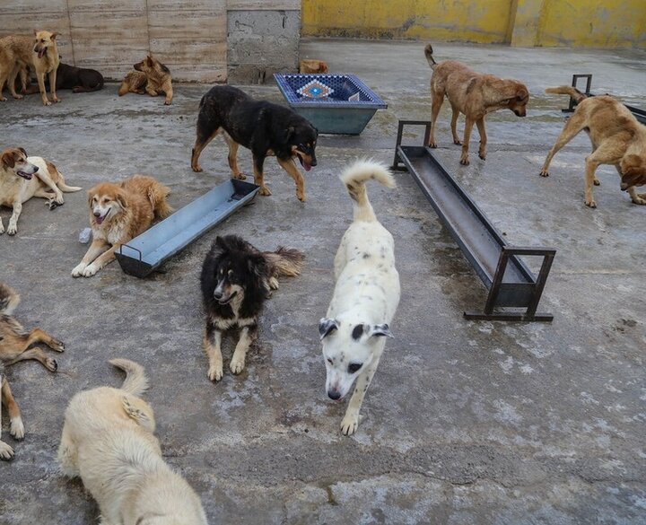 تعداد سگ‌های ولگرد در ایران ۸ برابر ترکیه/برای امنیت خانواده‌ها فورا کاری کنید + نمودار
