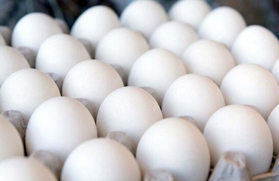 صادرات تخم مرغ متوقف شد / افت قیمت در مرغداری
