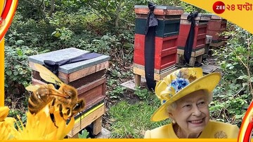 چرا زنبورها از مرگ ملکه مطلع شدند!
