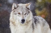 آیا گرگ‌ها مثل سگ‌ها اهلی می‌شوند؟