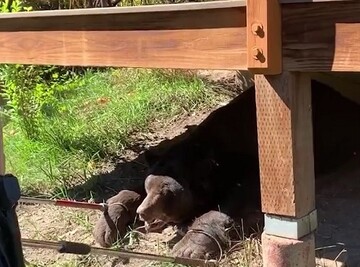 خرس غول‌پیکر برای خواب زمستانی زیر یک خانه را انتخاب کرد! + فیلم