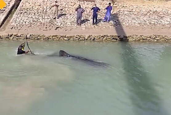  نجات کوسه نهنگ خالدار در بندر امام + فیلم
