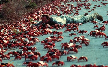 راهپیمایی میلیونی خرچنگ‌های قرمز در استرالیا + فیلم