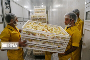 ۱۴۰ میلیون جوجه‌ریزی در شهریور برای تامین گوشت مرغ کشور/ کاهش قیمت گوشت در بازار