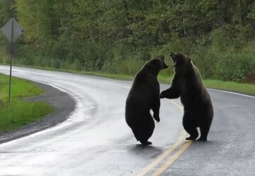 درگیری و نزاع دو خرس بزرگ گریزلی در جاده را ببینید + فیلم