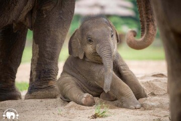 شیطنت جالب یک بچه فیل را ببینید + فیلم