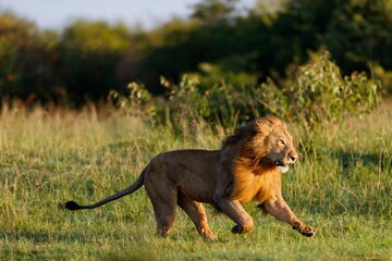 ببینید: یورش شکارچیان بومی آفریقا به گله شیرها