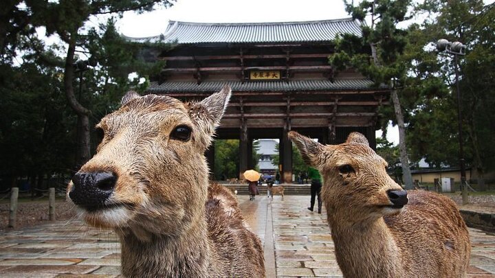 ببینید: سرقت عجیب از آهوهای باغ وحشی در ژاپن 