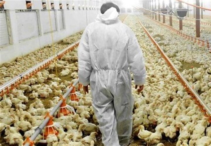 مرغ ارزان در راه است/ در خرداد ۱۲۵ میلیون قطعه و در تیرماه ۱۳۰ میلیون قطعه جوجه‌ریزی انجام شده است