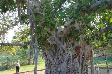 درخت انجیر معابد ۵۰۰ ساله کیش از بین رفت! + فیلم