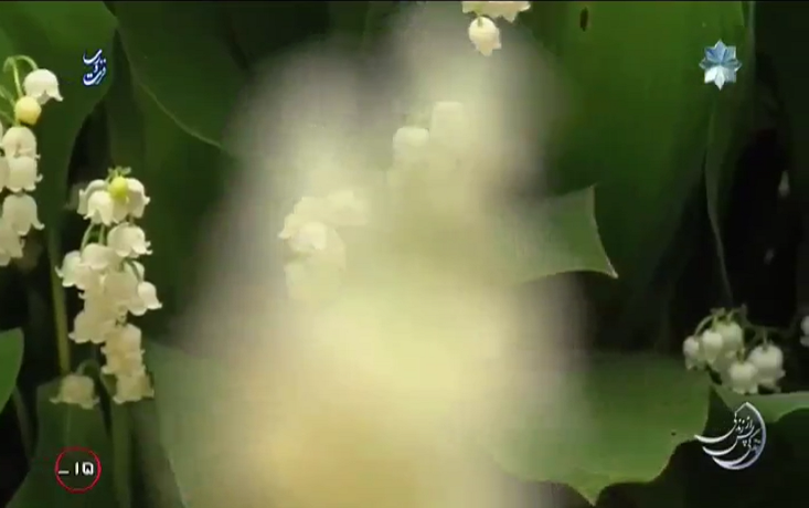 فصل اول «زندگی پس از زندگی» / ابوالقاسم زهیری(۲)؛ اغلب گل‌ها شکل دست و سفید رنگ بودند + فیلم