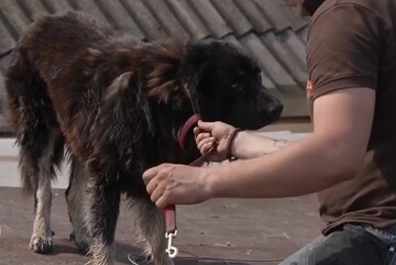 فیلم | حیوانات گرفتار در شهر سیل‌زده خرسون را ببینید