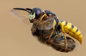 تصاویر شکار حیرت‌انگیز زنبور عسل توسط گرگ زنبور