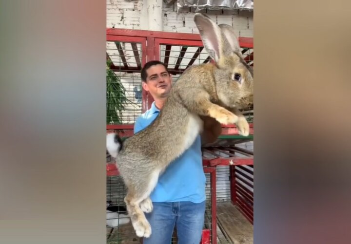 غول‌پیکرترین خرگوش جهان با ۱۰ کیلوگرم وزن + فیلم