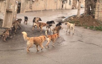 فیلم | ایران در رتبه سوم جهانی مرگ ناشی از سگ گزیدگی