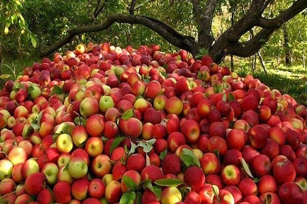 سیب آذربایجان غربی رکورد زد / قطب سیب ایران پشت سد صادرات
