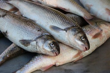 قیمت ماهی طی چهار سال اخیر ۶ برابر شده است + نمودار