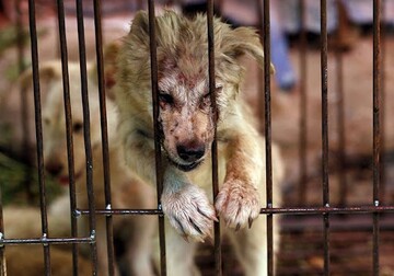 کشتار سگ در کره‌جنوبی به نیم‌میلیون قلاده در سال کاهش یافت