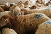 عرضه گوشت‌ وارداتی با قیمت ۲۳۰ تا ۳۷۵ هزار تومان/ قیمت دام زنده واقعی نیست