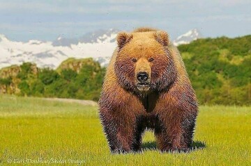 خرس‌های غول‌پیکر چند برابر یک انسان معمولی ؛ نمایش یک زوج خرس کودیاک پشت قفس + عکس